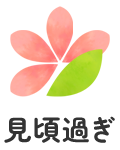 見頃過ぎ