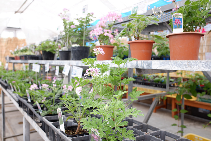 Herb Shop