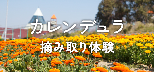 カレンデュラ摘み取り体験