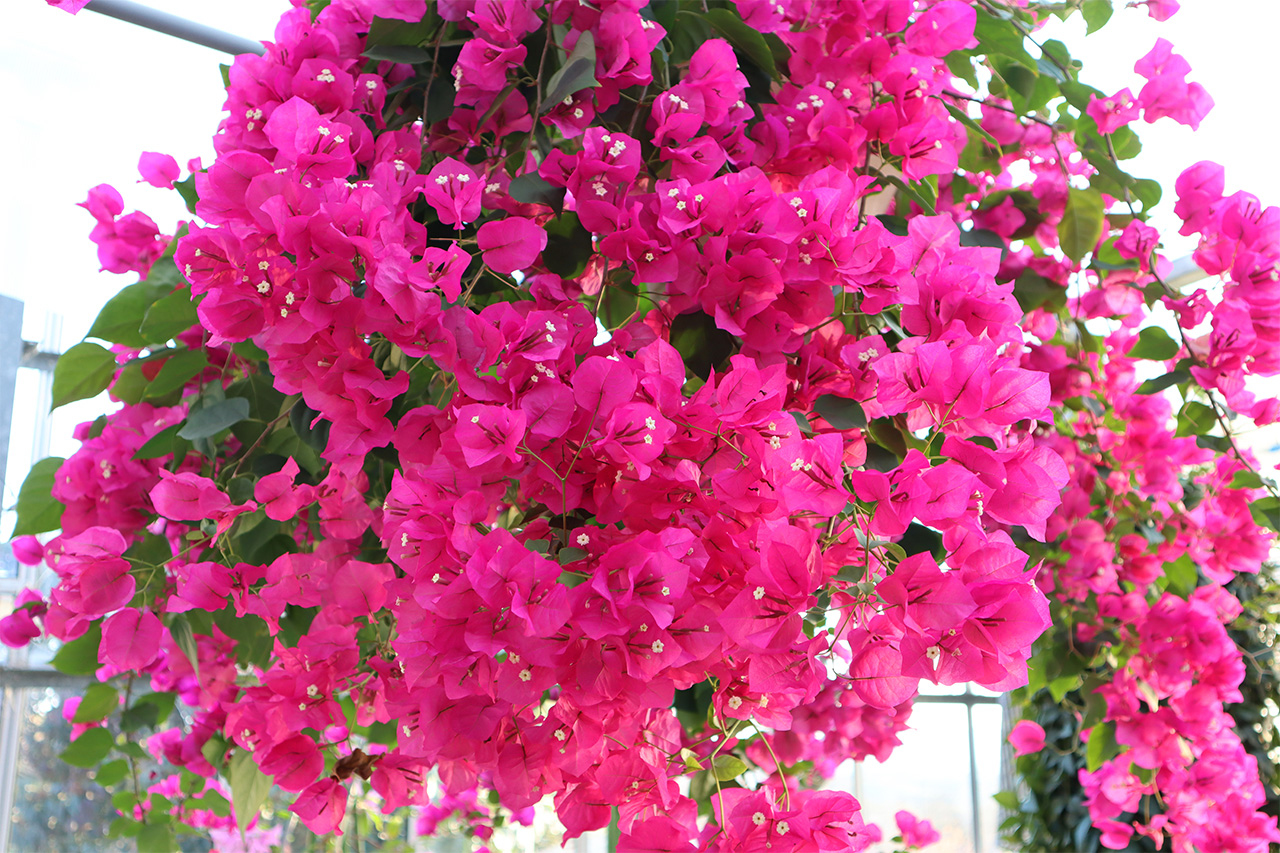 ブーゲンビレア