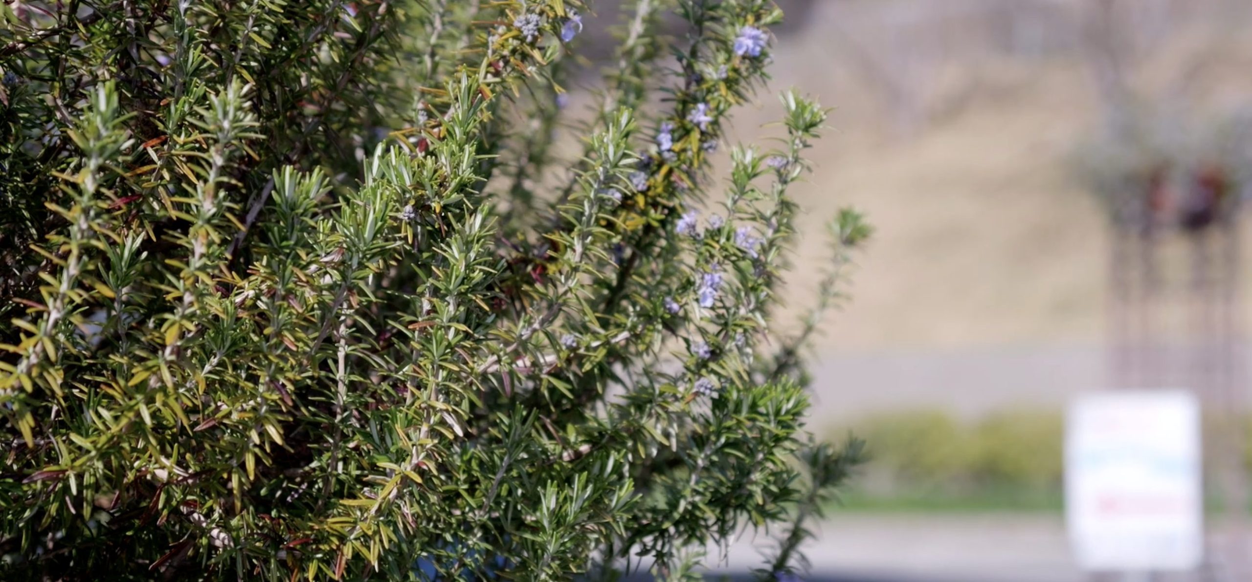 1月13日、1月27日は休館日です